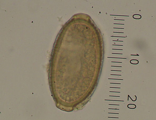 Ou de nematode